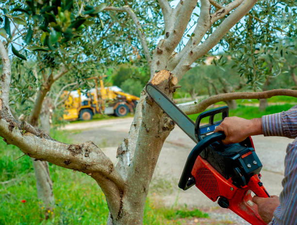 Best Tree Trimming Near Me  in Abbeville, SC